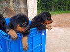 Rottweiler Puppy