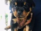 Rottweiler Puppies