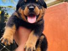 Rottweiler Puppies