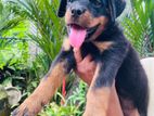 Rottweiler Puppy