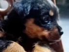 Rottweiler Puppy