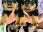 Rottweiler Puppies