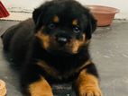 Rottweiler Puppy