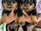 Rottweiler Puppies