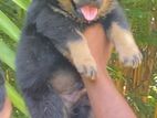 Rottweiler Puppy