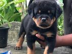 Rottweiler Puppy