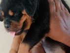 Rottweiler Puppy