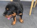 Rottweiler Puppy