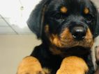 Rottweiler Puppy