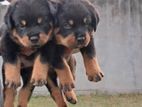 Rottweiler Puppy