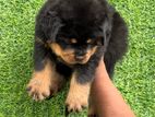 Rottweiler Puppy