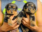 Rottweiler Puppy
