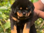 Rottweiler Puppy