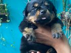 Rottweiler Puppy