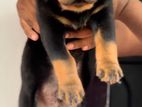 Rottweiler Puppy