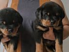 Rottweiler Puppy