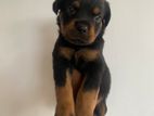 Rottweiler Puppy