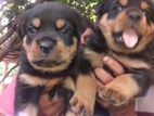 Rottweiler Puppies