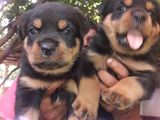 Rottweiler Puppies