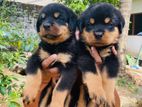 Rottweiler Puppies
