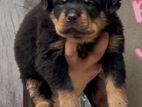 Rottweiler Puppies