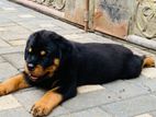 Rottweiler Puppy
