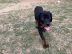 Rottweiler Puppy