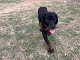 Rottweiler Puppy