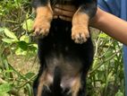 Rottweiler Puppy