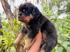 Rottweiler Puppy