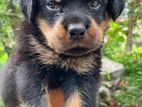 Rottweiler Puppy