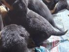 Rottweiler puppy