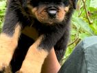 Rottweiler Puppy
