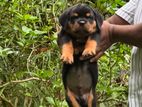 Rottweiler Puppy