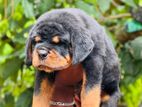Rottweiler puppy