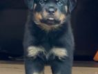 Rottweiler Puppy