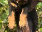 Rottweiler Puppy