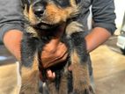 Rottweiler Puppy