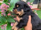 Rottweiler Puppy