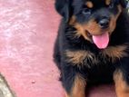 Rottweiler Puppy