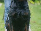 Rottweiler Puppy