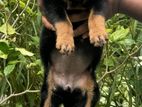 Rottweiler Puppy