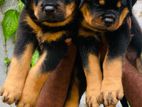 Rottweiler Puppy
