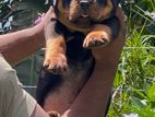 Rottweiler Puppy