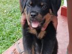 Rottweiler Puppy