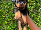 Rottweiler Puppy