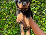 Rottweiler Puppy