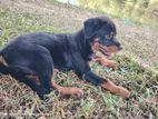 Rottweiler puppy