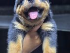 Rottweiler Puppy