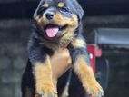 Rottweiler Puppy
